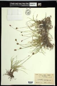 Carex praegracilis image