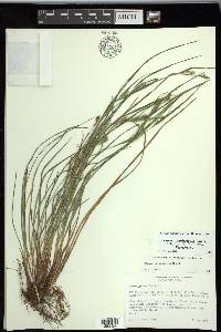 Carex planispicata image