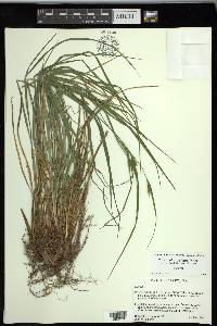 Carex planispicata image