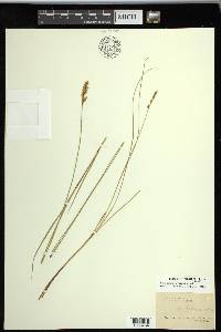 Carex prairea image