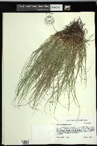 Carex planostachys image