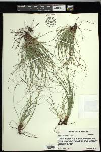 Carex planostachys image