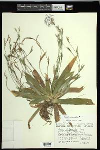 Carex platyphylla image