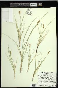 Carex praegracilis image