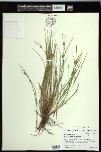 Carex planispicata image