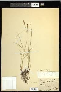 Carex praegracilis image