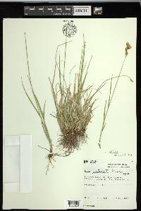 Carex praticola image