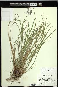 Carex planispicata image