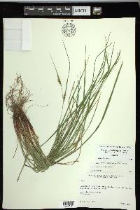 Carex planispicata image