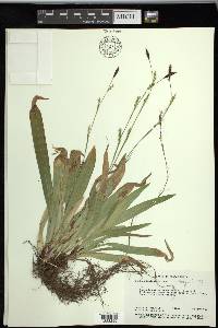 Carex plantaginea image