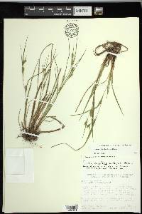 Carex planispicata image