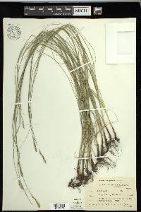 Carex praegracilis image