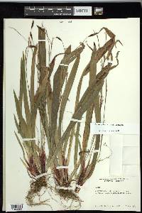 Carex plantaginea image