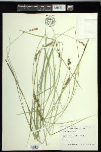 Carex prairea image