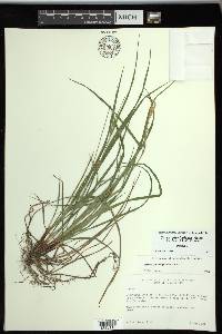 Carex planispicata image