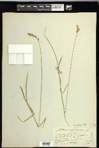 Carex praticola image