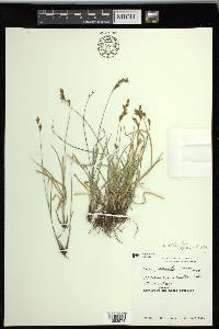 Carex praticola image