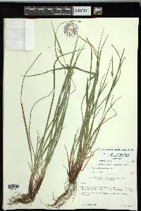 Carex planispicata image