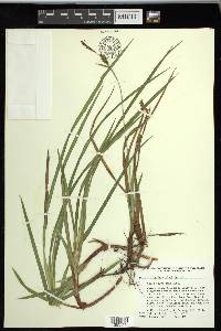 Carex polymorpha image