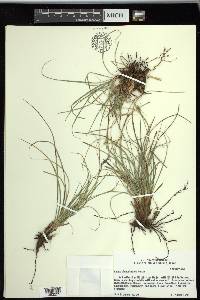 Carex planostachys image