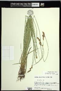 Carex prairea image