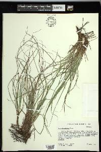 Carex planostachys image