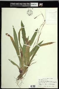 Carex plantaginea image