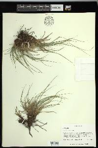 Carex planostachys image