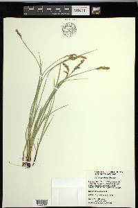 Carex prairea image