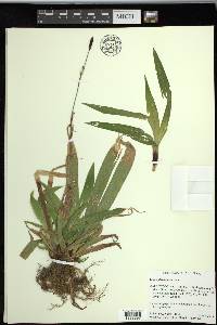 Carex plantaginea image