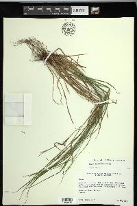 Carex planispicata image