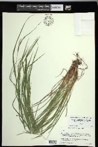 Carex planispicata image