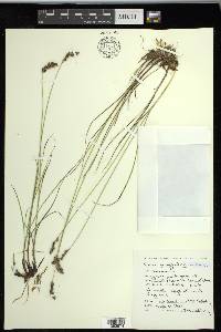 Carex praegracilis image