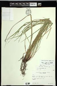 Carex planispicata image