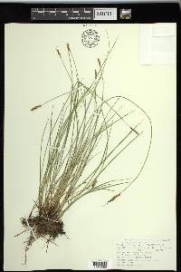 Carex praegracilis image