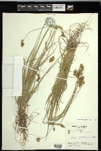 Carex praticola image