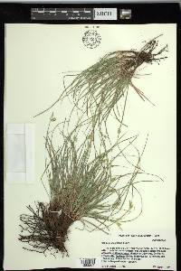 Carex planostachys image