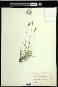 Carex praticola image