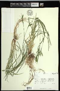 Carex prasina image