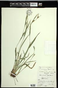 Carex pigra image