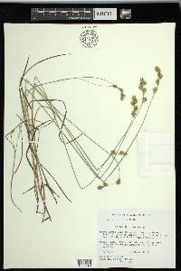 Carex praticola image