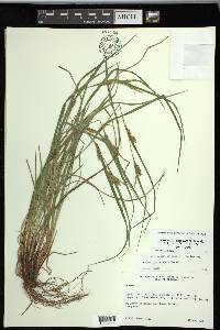 Carex planispicata image