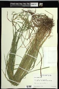 Carex prasina image