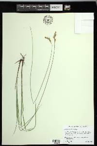 Carex praticola image