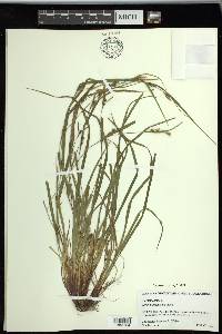 Carex planispicata image