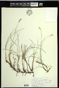 Carex praegracilis image