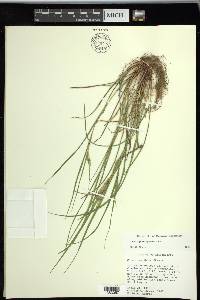 Carex planispicata image