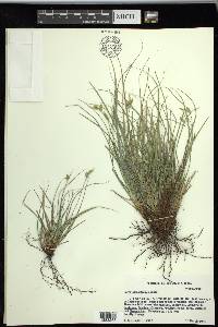 Carex planostachys image