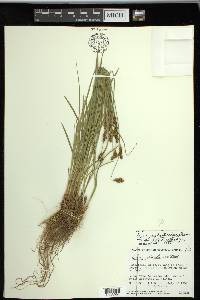 Carex preslii image