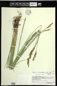 Carex prairea image